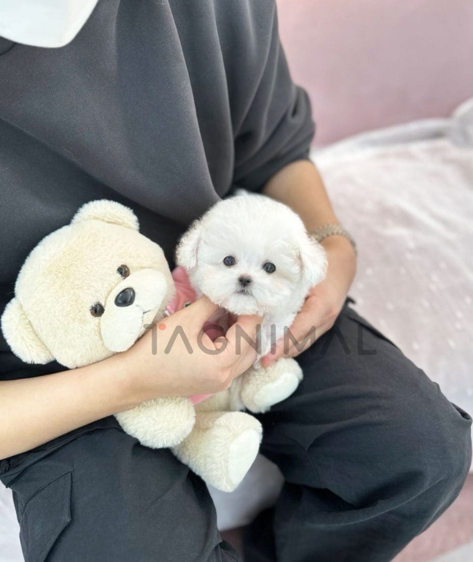 Bichon puppy for sale, dog for sale at Tagnimal