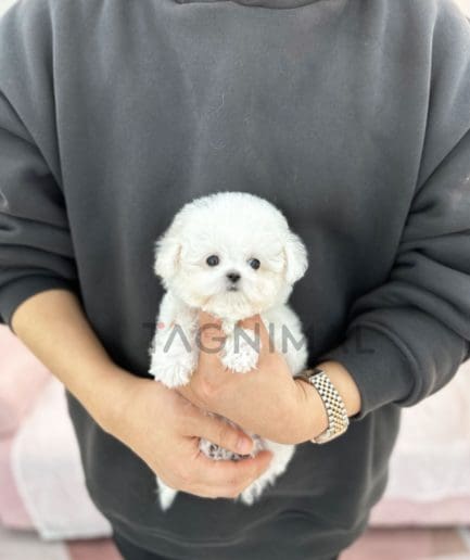 Bichon puppy for sale, dog for sale at Tagnimal