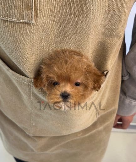 Maltipoo puppy for sale, dog for sale at Tagnimal