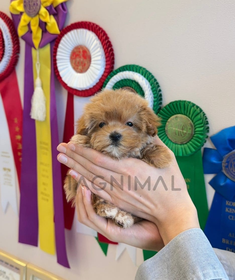 Maltipoo puppy for sale, dog for sale at Tagnimal