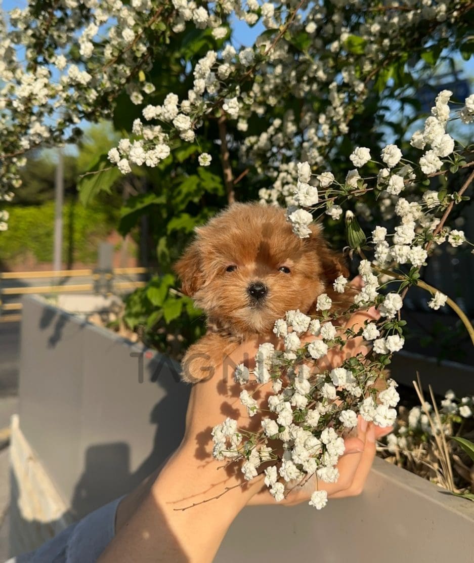 Maltipoo puppy for sale, dog for sale at Tagnimal