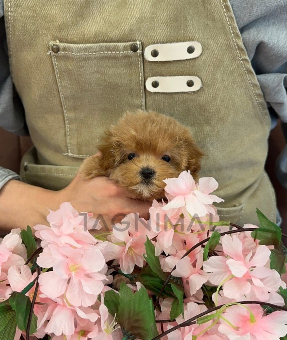 Maltipoo puppy for sale, dog for sale at Tagnimal