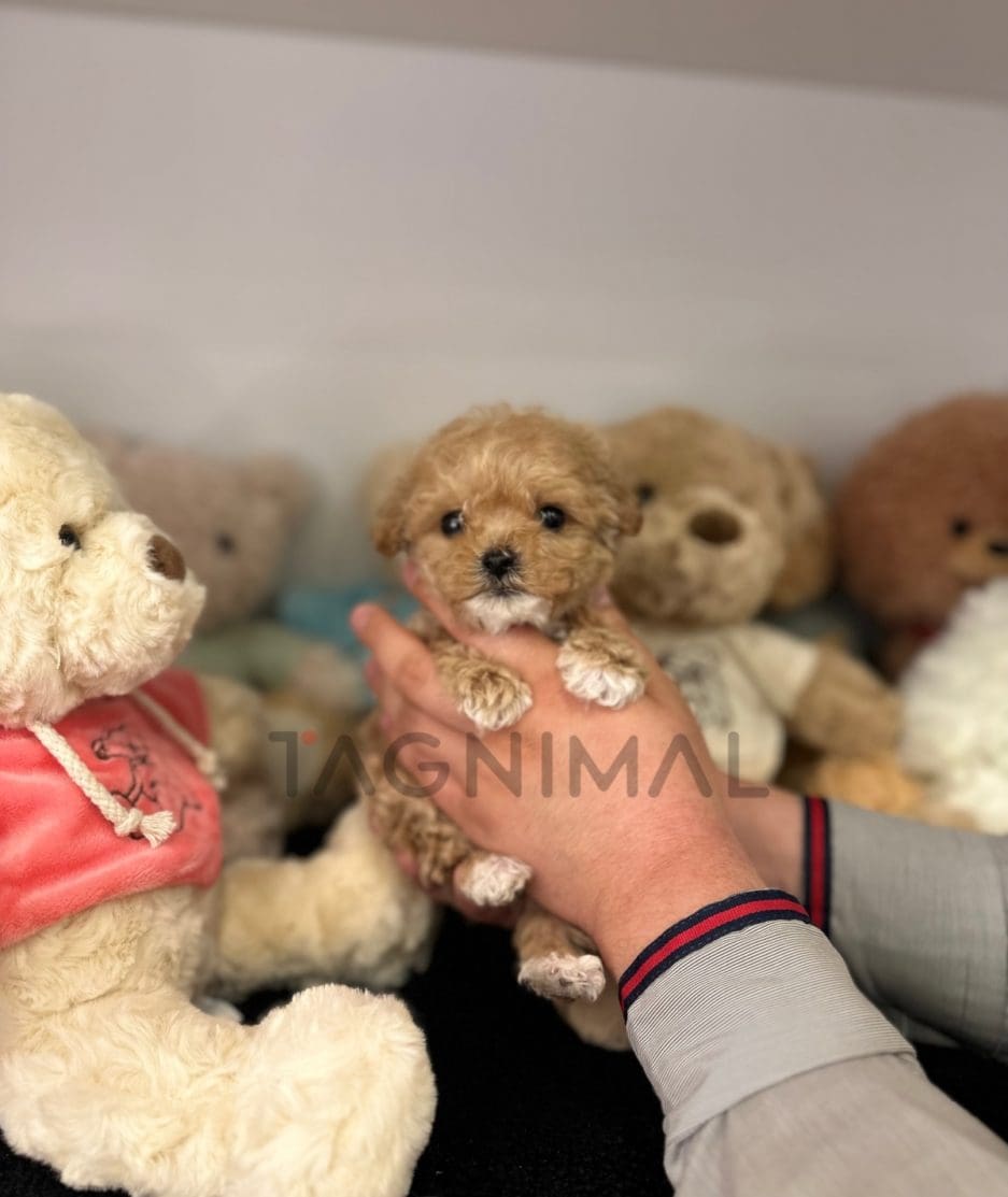 Maltipoo puppy for sale, dog for sale at Tagnimal