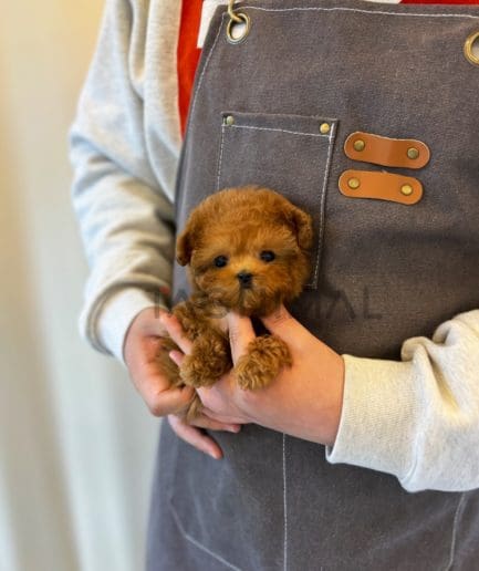 Poodle puppy for sale, dog for sale at Tagnimal