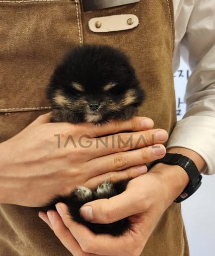 Pomeranian puppy for sale, dog for sale at Tagnimal