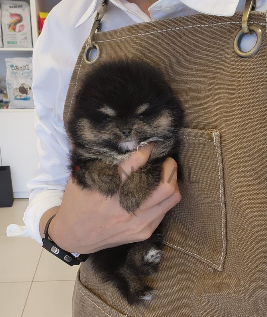 Pomeranian puppy for sale, dog for sale at Tagnimal