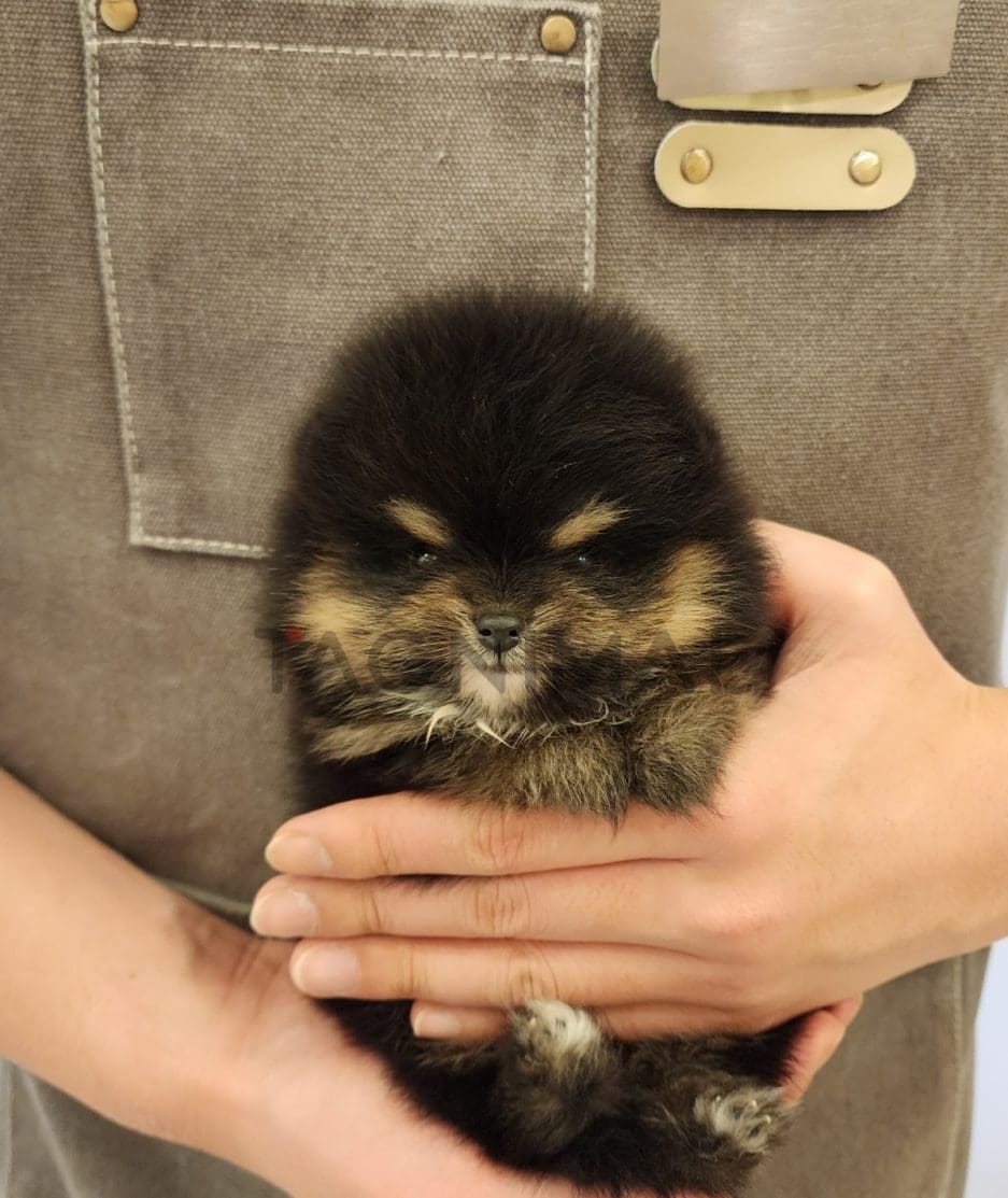 Pomeranian puppy for sale, dog for sale at Tagnimal