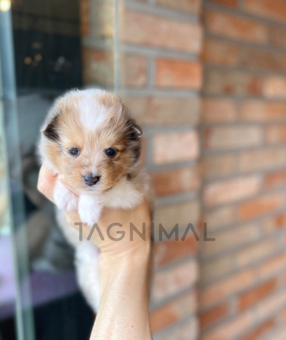 Shetland Sheepdog puppy for sale, dog for sale at Tagnimal