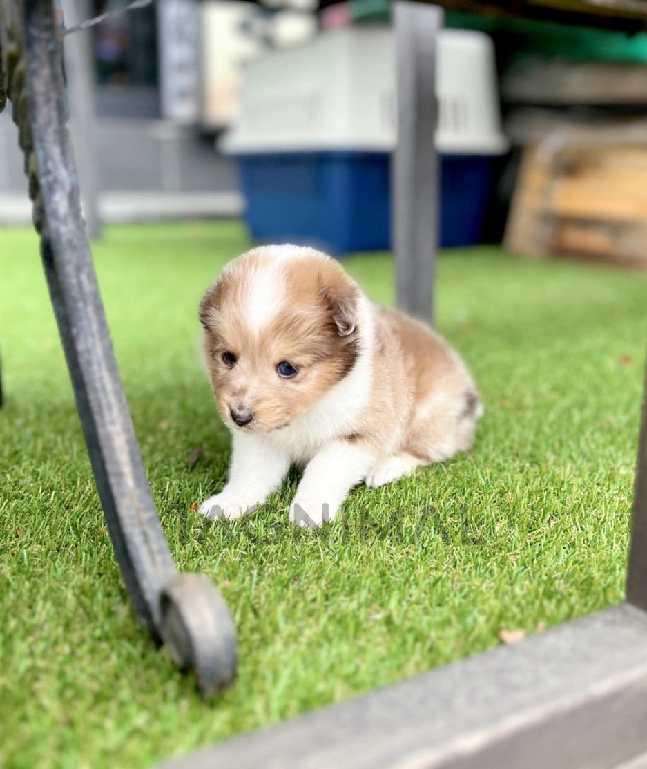 Shetland Sheepdog puppy for sale, dog for sale at Tagnimal