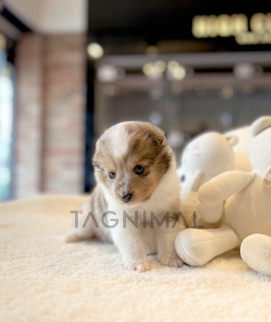 Shetland Sheepdog puppy for sale, dog for sale at Tagnimal