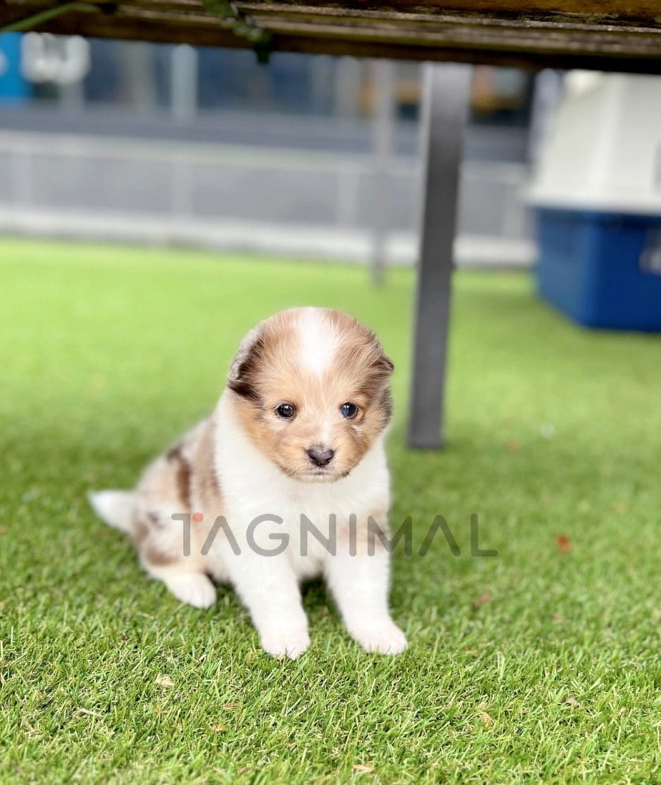 Shetland Sheepdog puppy for sale, dog for sale at Tagnimal