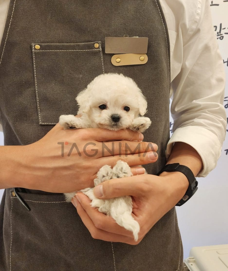 Bichon puppy for sale, dog for sale at Tagnimal