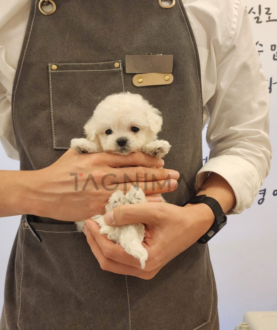 Bichon puppy for sale, dog for sale at Tagnimal