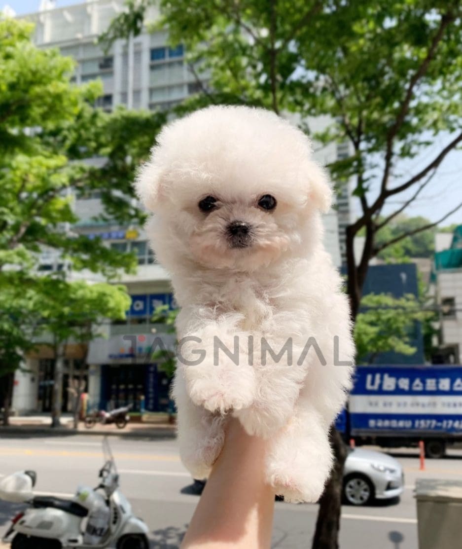 Bichon puppy for sale, dog for sale at Tagnimal