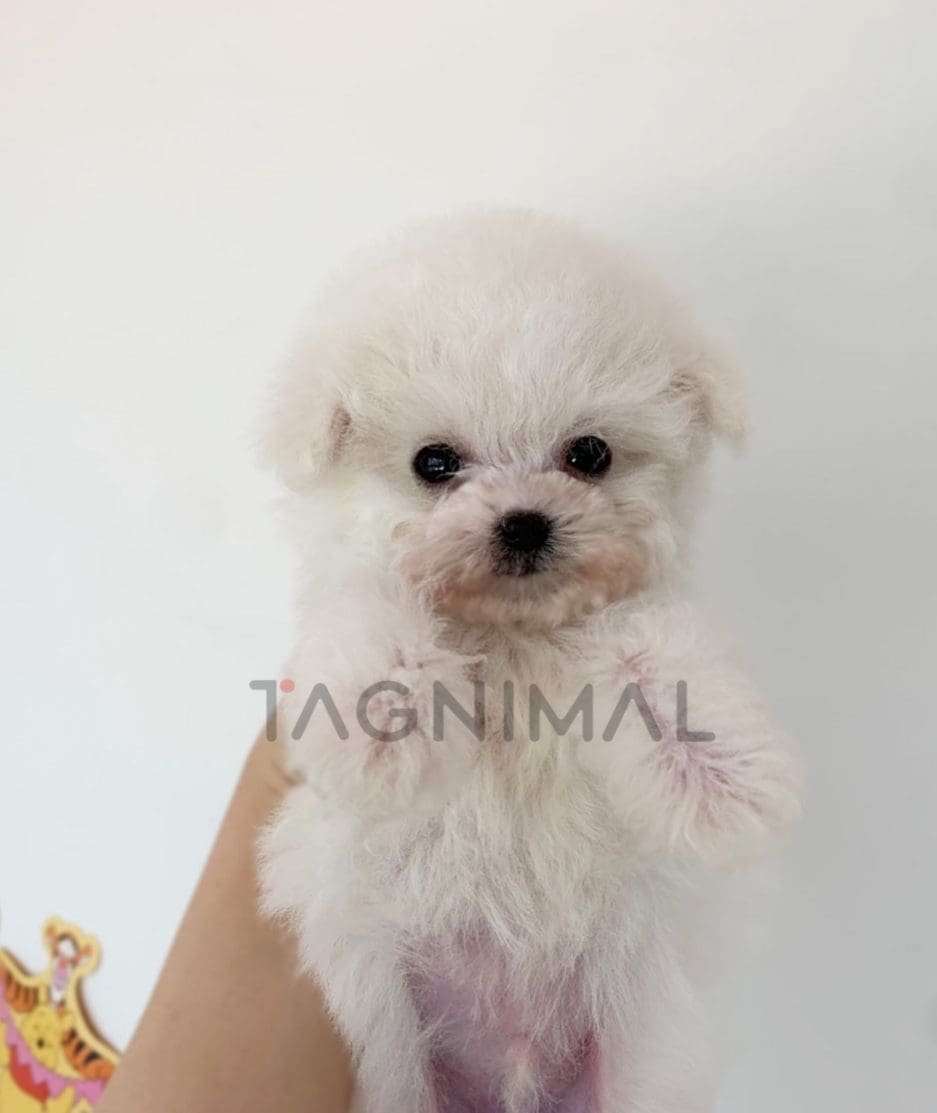 Maltipoo puppy for sale, dog for sale at Tagnimal