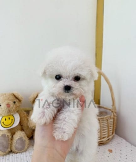 Bichon puppy for sale, dog for sale at Tagnimal