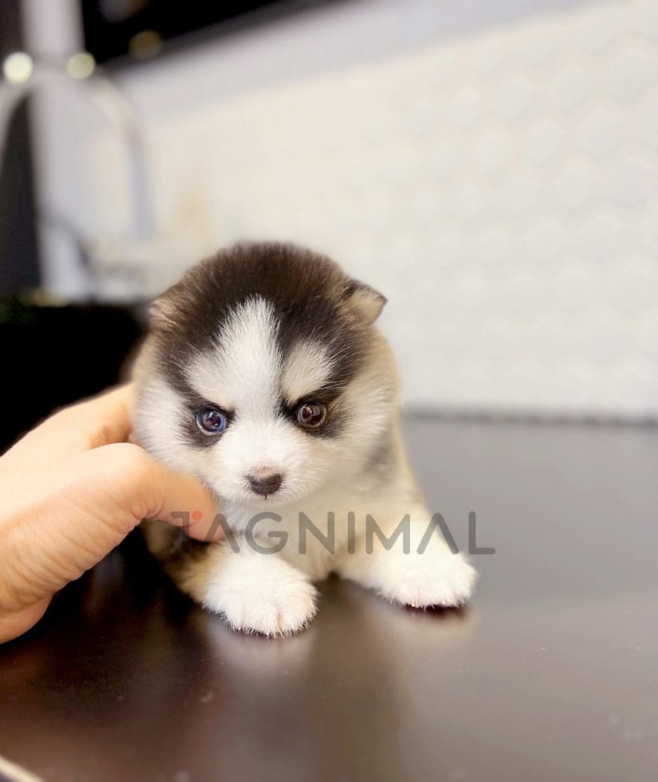 Pomsky puppy for sale, dog for sale at Tagnimal