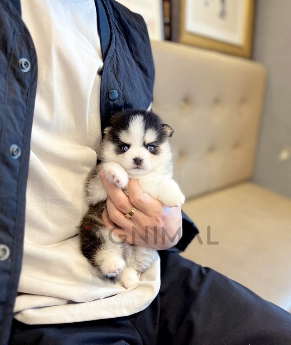 Pomsky puppy for sale, dog for sale at Tagnimal