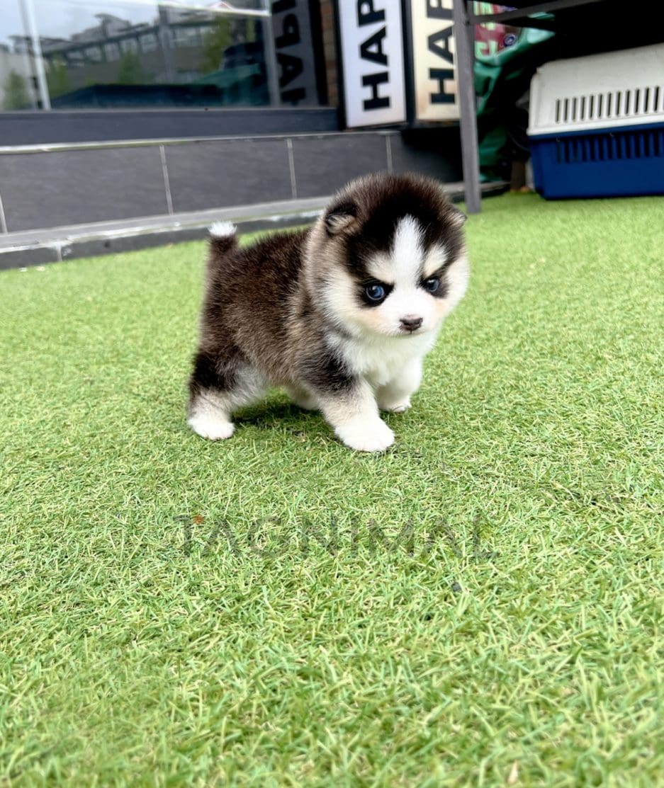 Pomsky puppy for sale, dog for sale at Tagnimal