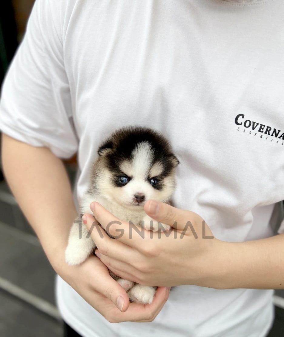 Pomsky puppy for sale, dog for sale at Tagnimal