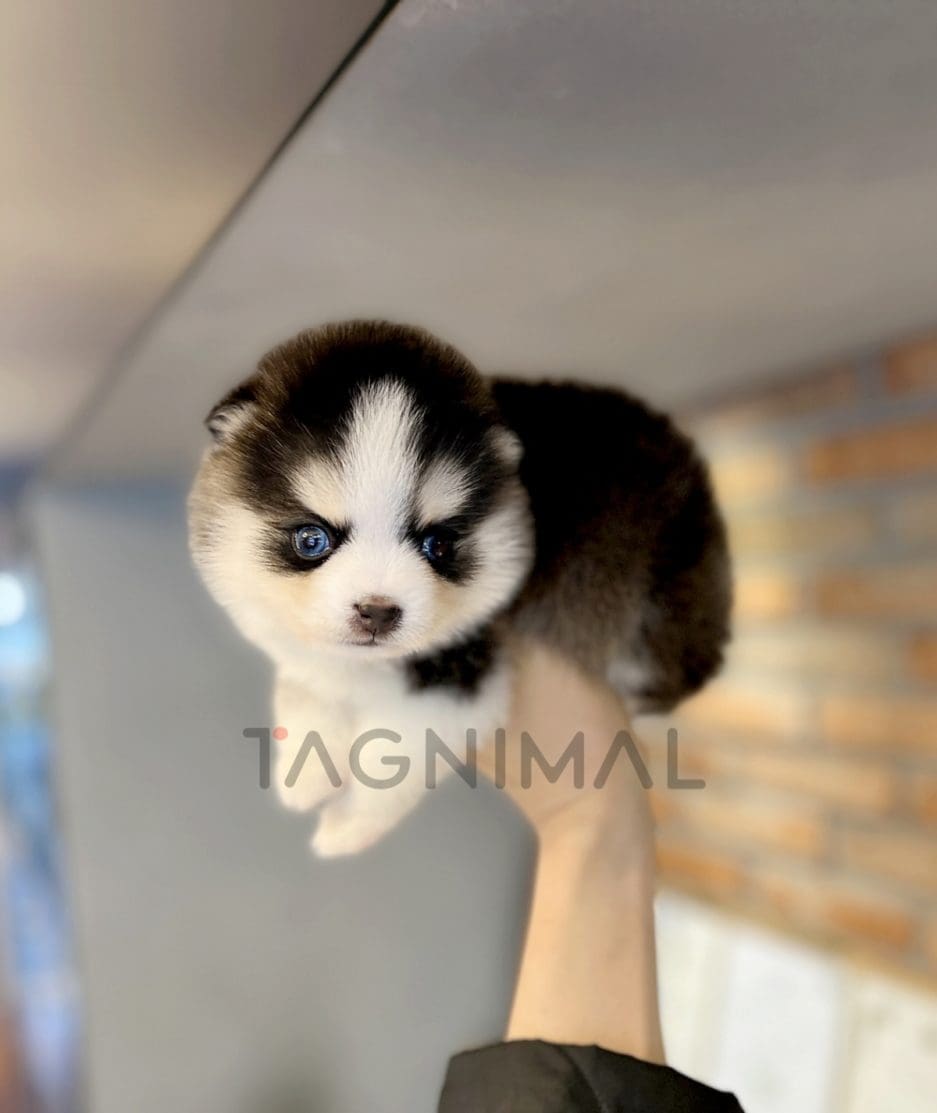 Pomsky puppy for sale, dog for sale at Tagnimal