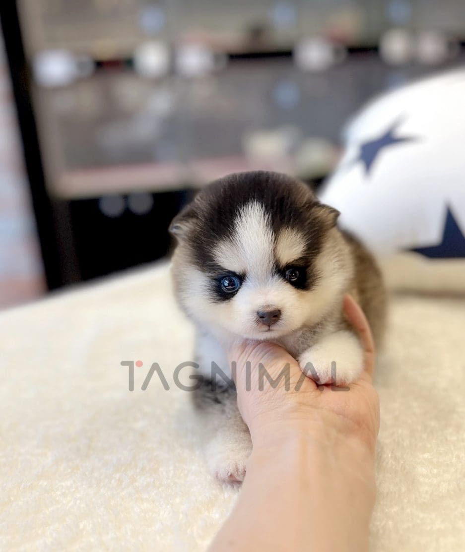 Pomsky puppy for sale, dog for sale at Tagnimal