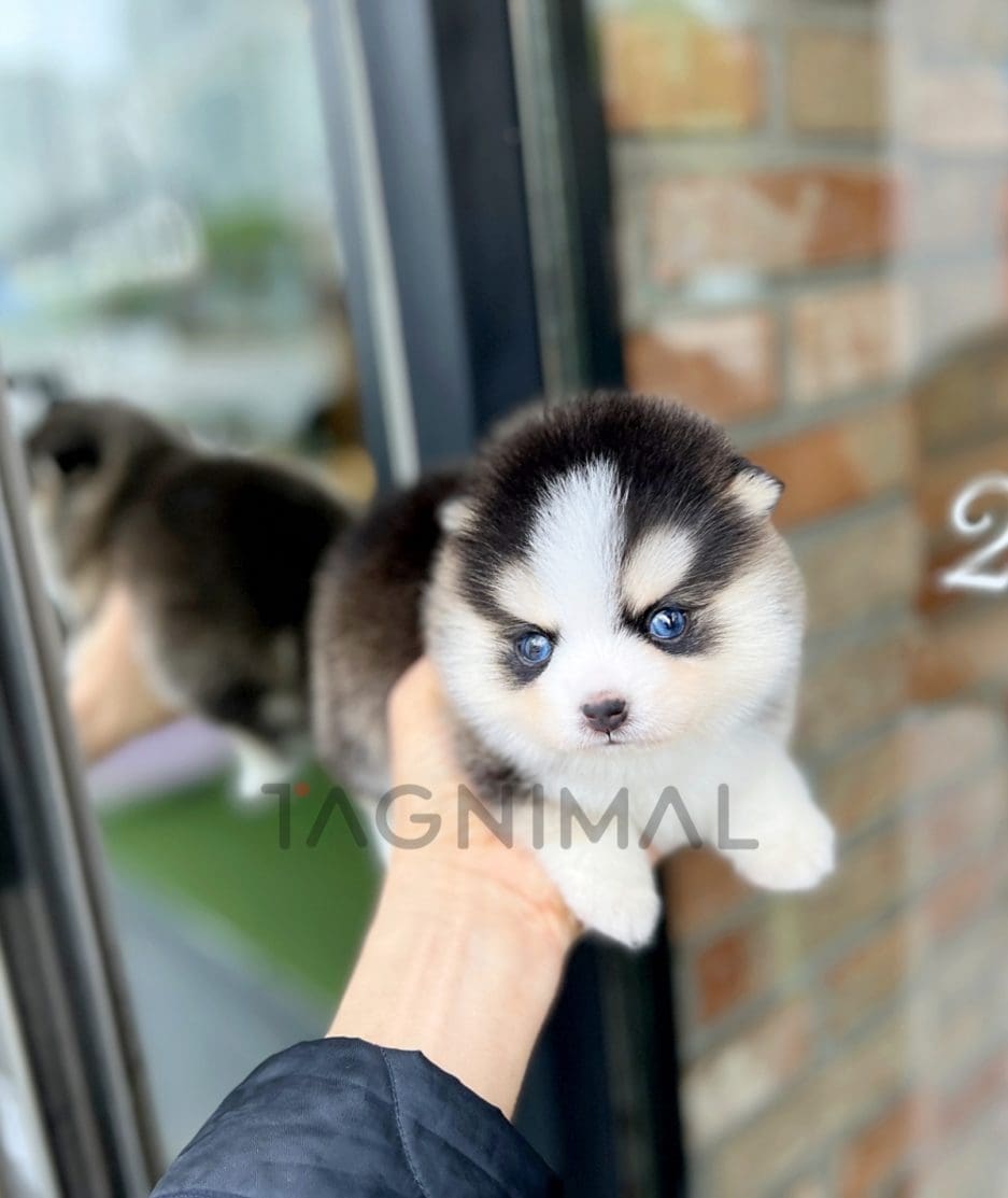 Pomsky puppy for sale, dog for sale at Tagnimal