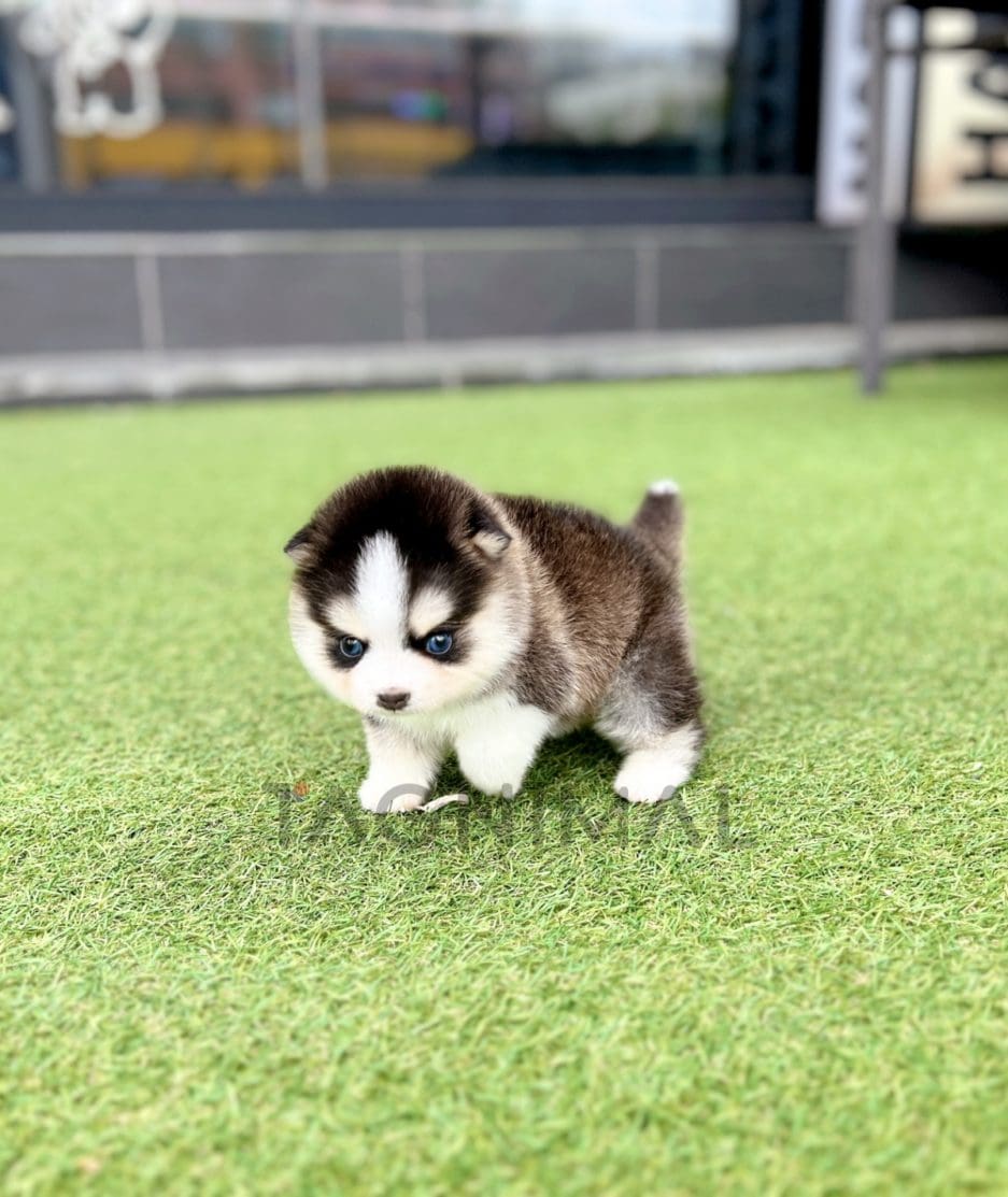 Pomsky puppy for sale, dog for sale at Tagnimal