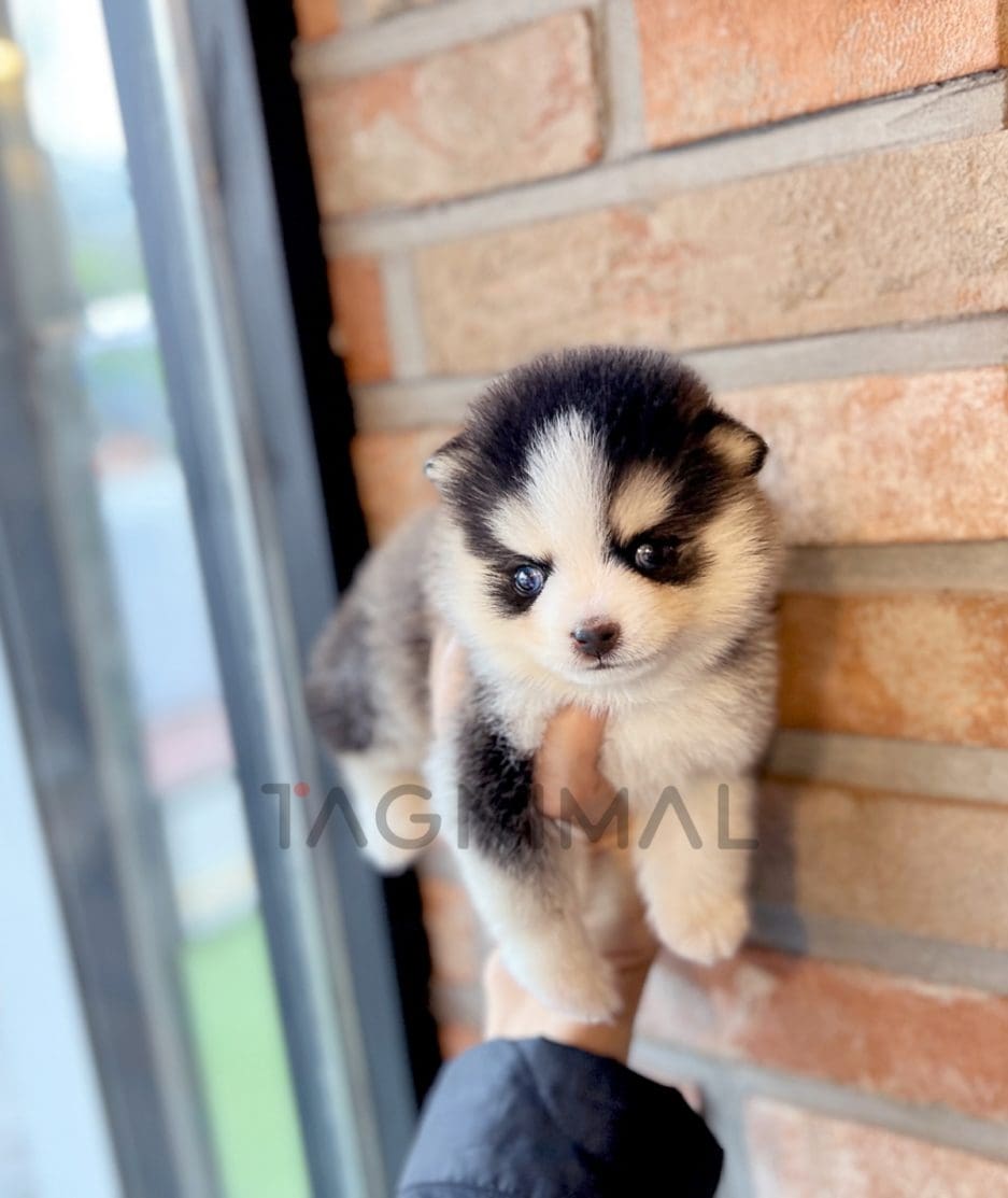 Pomsky puppy for sale, dog for sale at Tagnimal