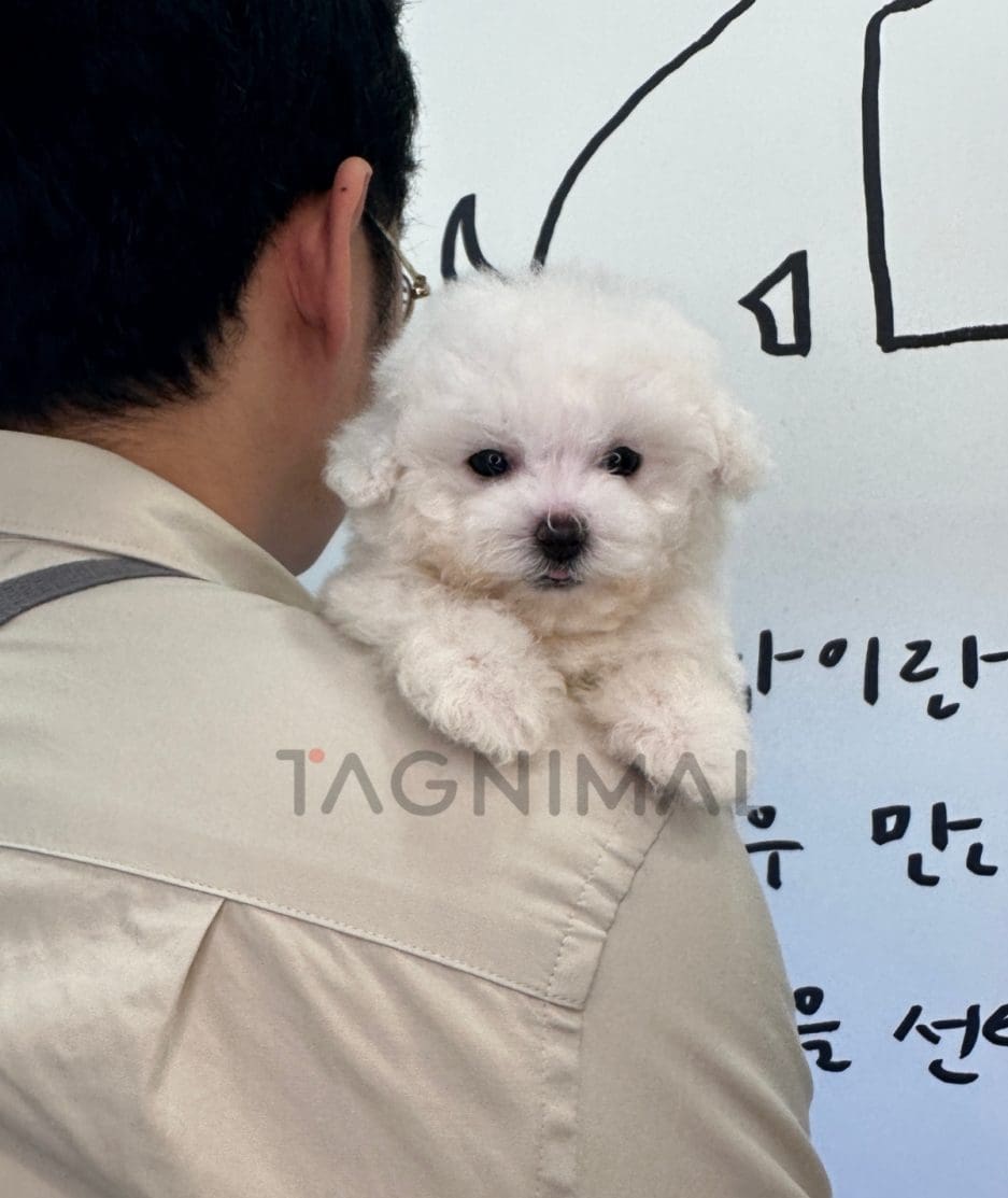 Bichon puppy for sale, dog for sale at Tagnimal