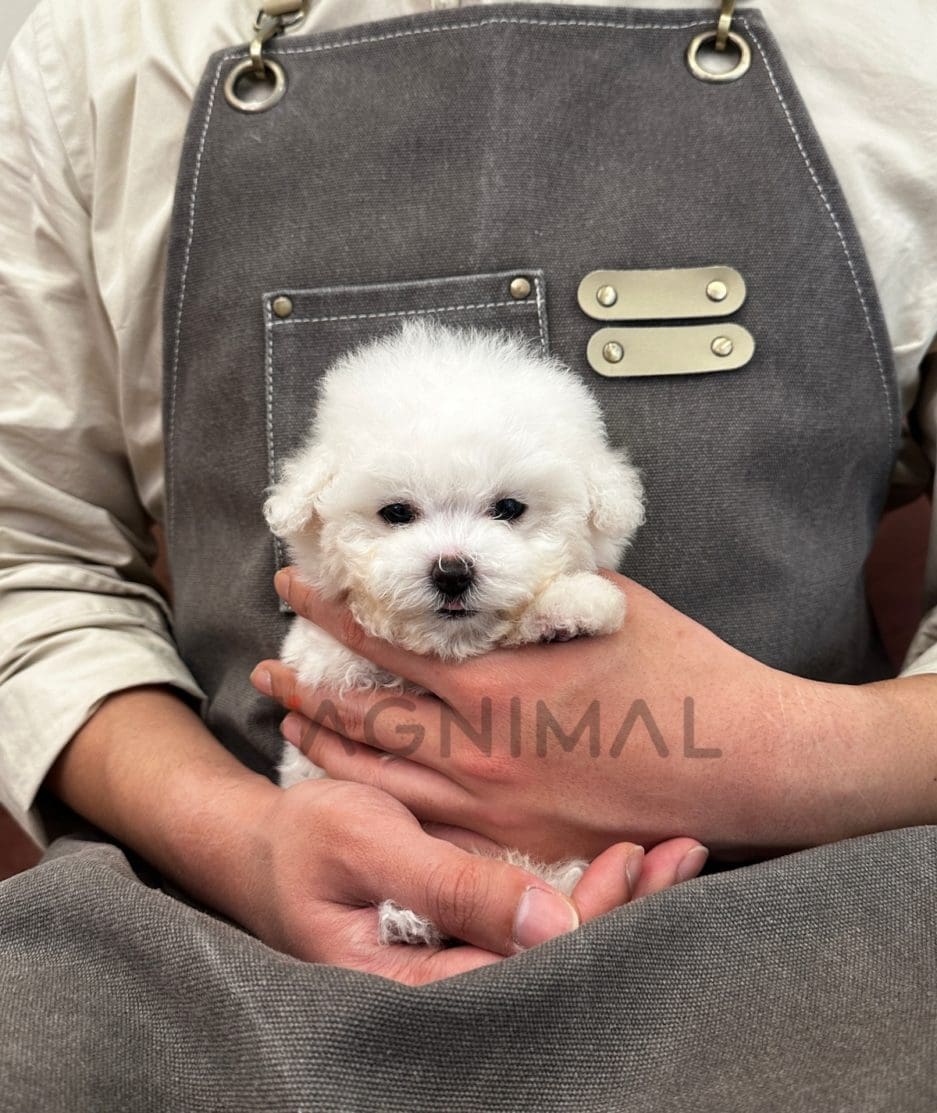 Bichon puppy for sale, dog for sale at Tagnimal