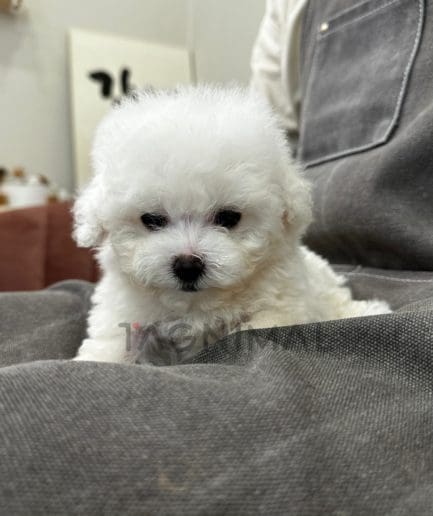 Bichon puppy for sale, dog for sale at Tagnimal