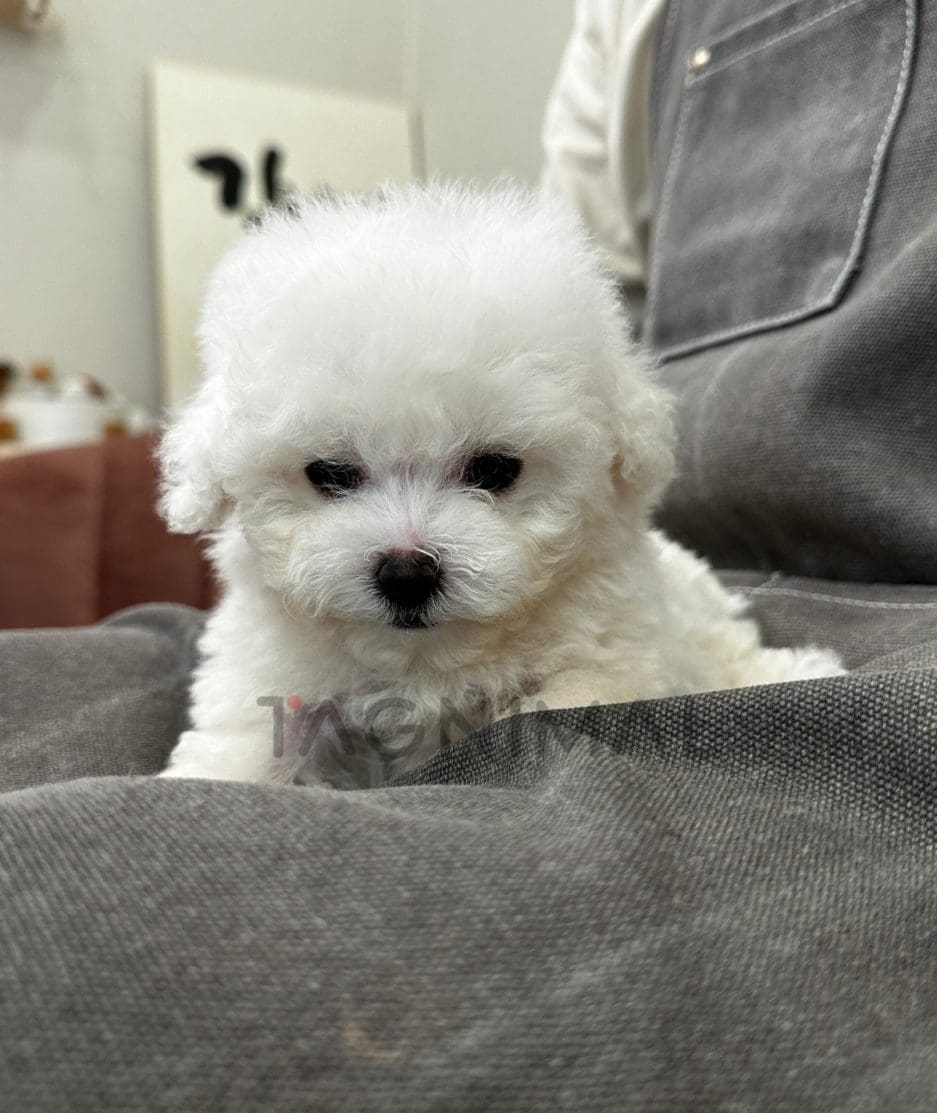 Bichon puppy for sale, dog for sale at Tagnimal