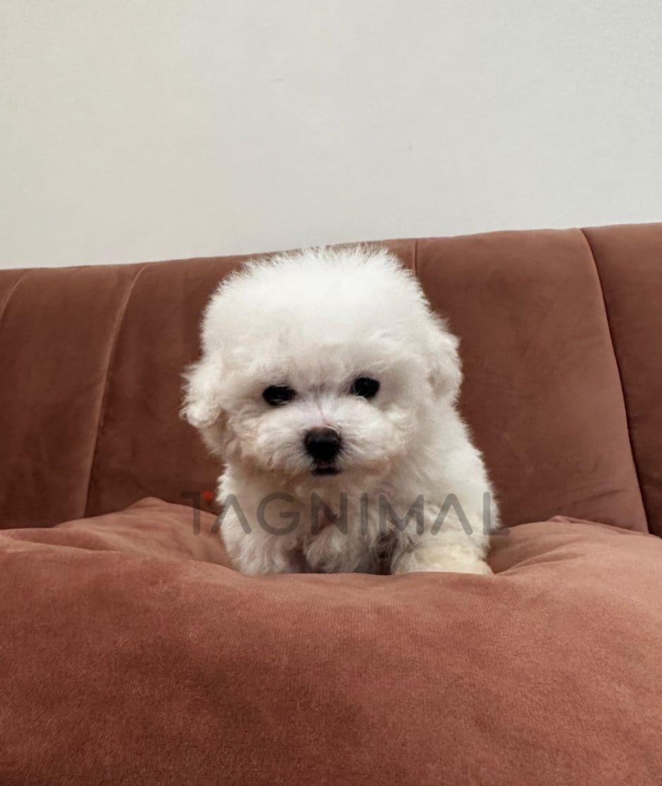 Bichon puppy for sale, dog for sale at Tagnimal