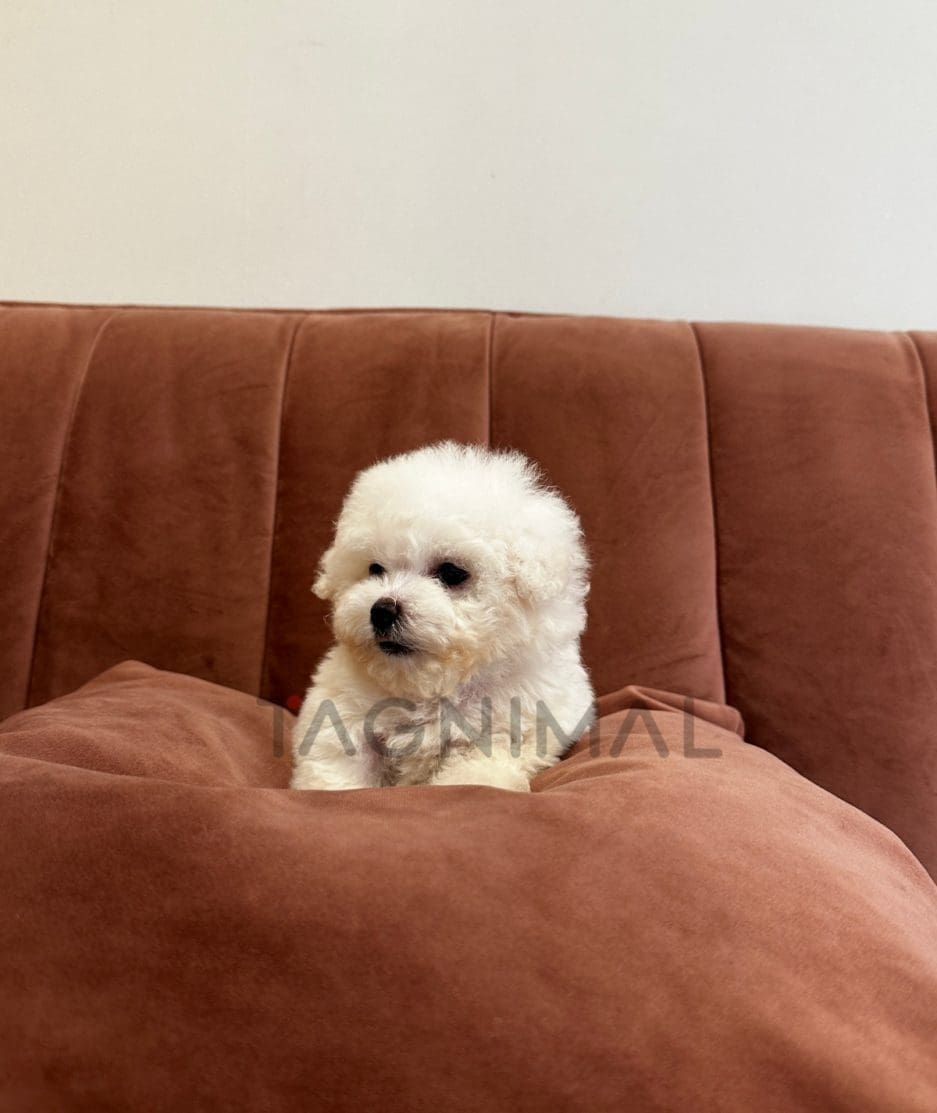 Bichon puppy for sale, dog for sale at Tagnimal