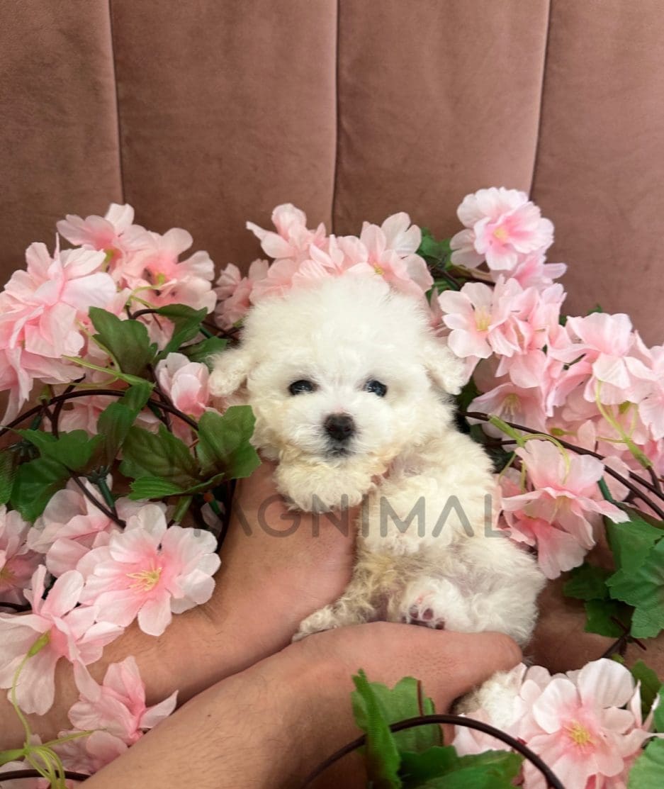 Bichon puppy for sale, dog for sale at Tagnimal