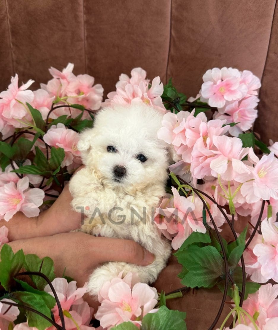 Bichon puppy for sale, dog for sale at Tagnimal