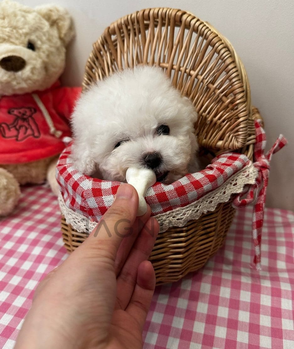 Bichon puppy for sale, dog for sale at Tagnimal