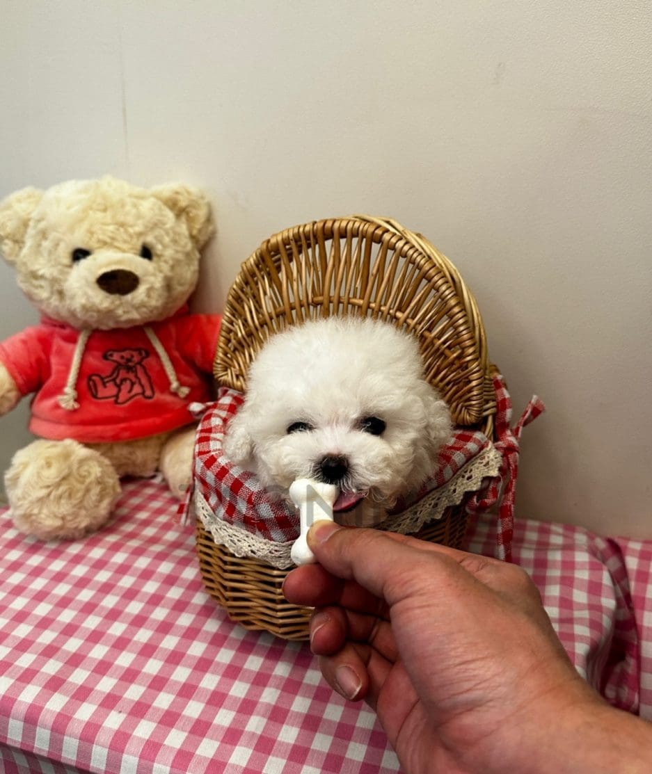 Bichon puppy for sale, dog for sale at Tagnimal