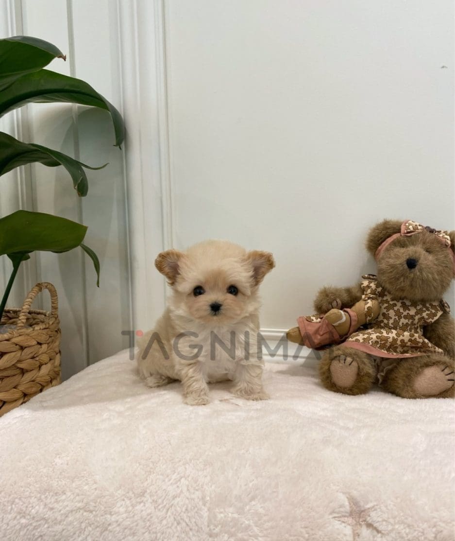 Maltipoo puppy for sale, dog for sale at Tagnimal