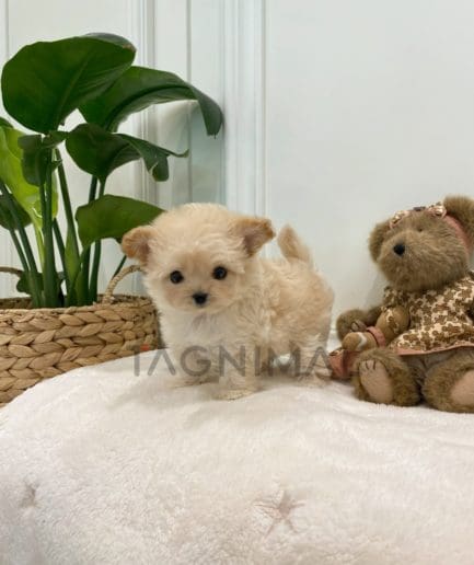 Maltipoo puppy for sale, dog for sale at Tagnimal