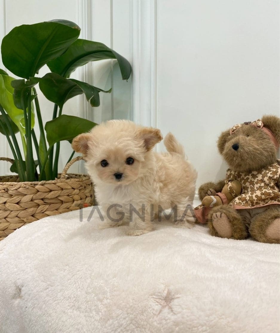 Maltipoo puppy for sale, dog for sale at Tagnimal