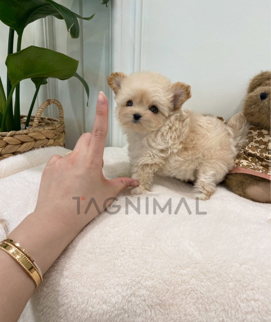 Maltipoo puppy for sale, dog for sale at Tagnimal