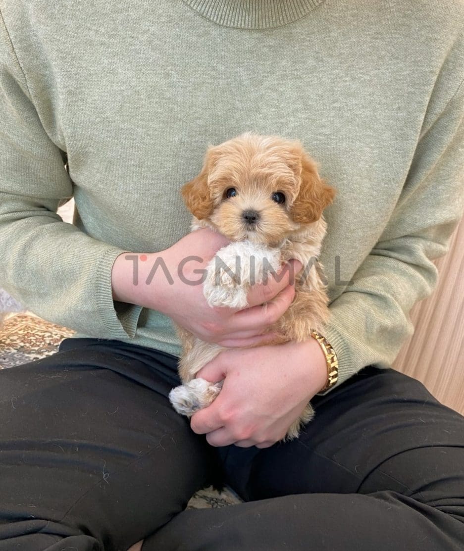 Maltipoo puppy for sale, dog for sale at Tagnimal