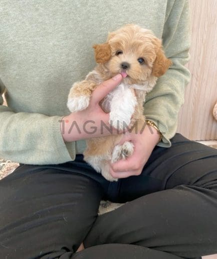 Maltipoo puppy for sale, dog for sale at Tagnimal