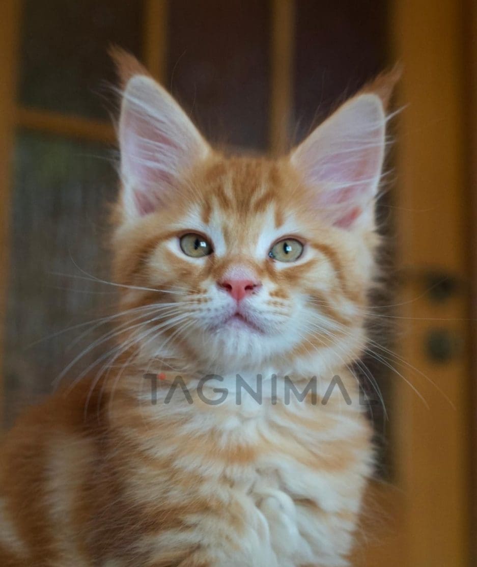 Maine coon kitten for sale, cat for sale at Tagnimal