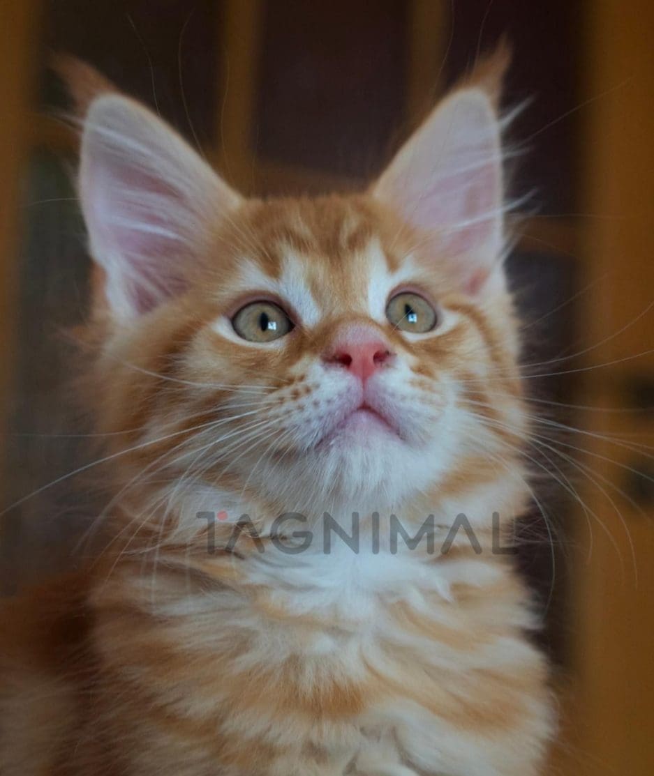 Maine coon kitten for sale, cat for sale at Tagnimal