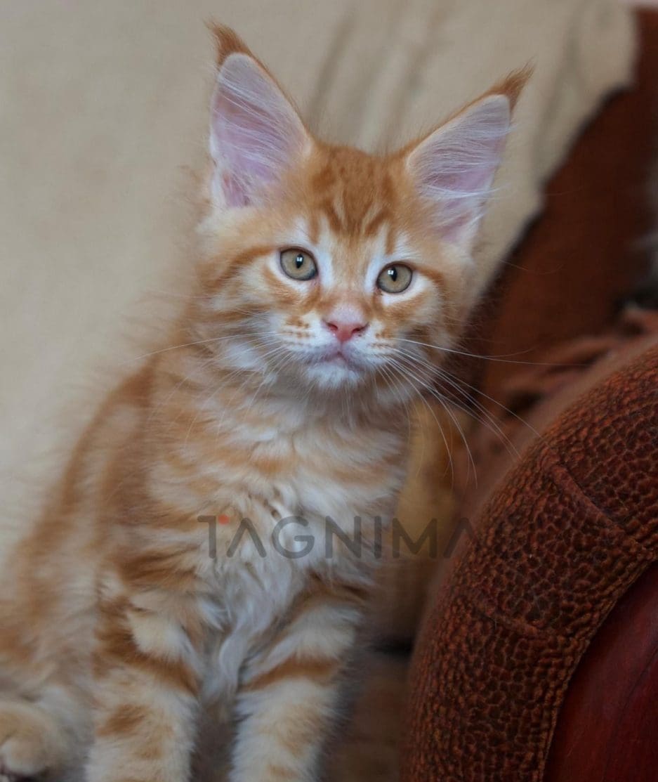 Maine coon kitten for sale, cat for sale at Tagnimal