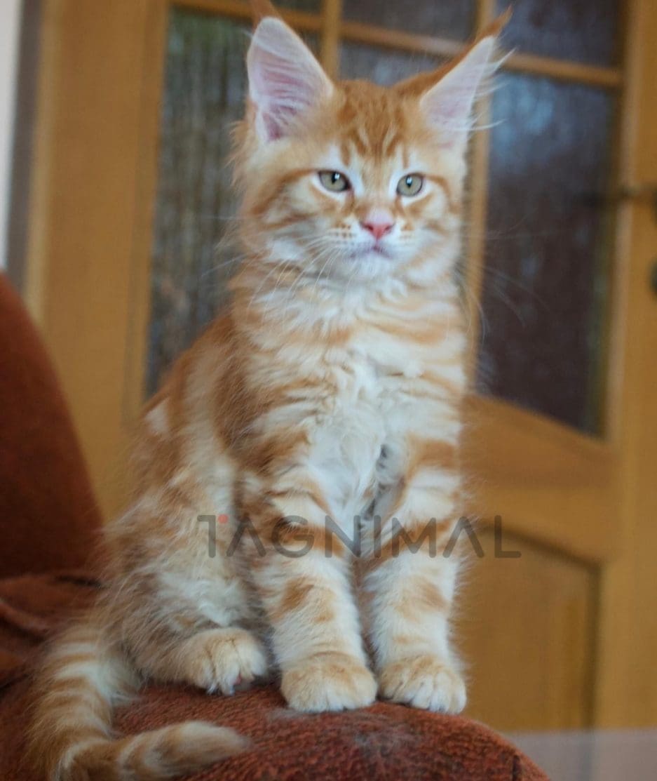 Maine coon kitten for sale, cat for sale at Tagnimal