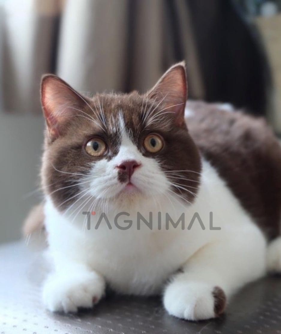 British shorthair kitten for sale, cat for sale at Tagnimal